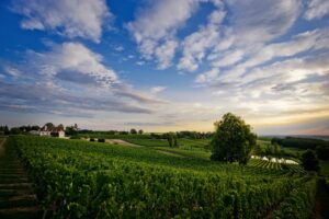 Hubert de Boüard appellation BERGERAC
