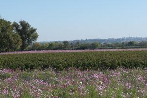 Hubert de Boüard appellation Haut-Médoc