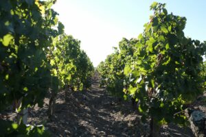 Hubert de Boüard appellation Margaux