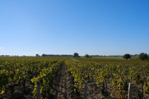 Hubert de Boüard appellation Pauillac